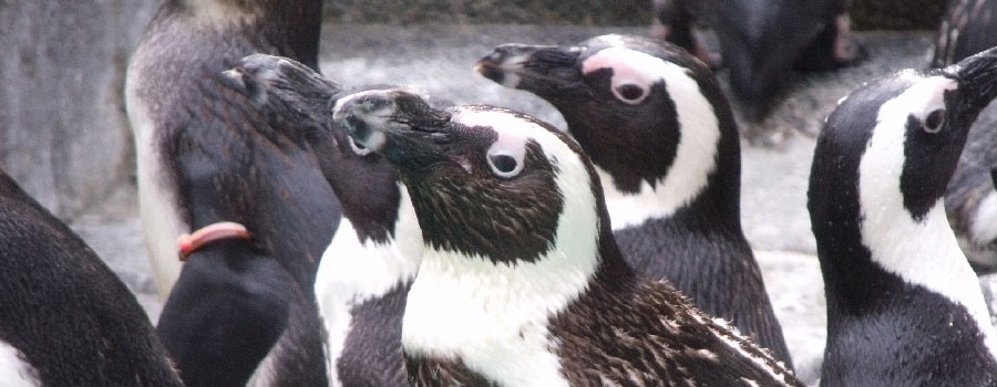 長崎ペンギン水族館